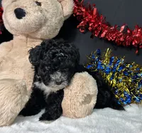 Kara, a female Maltipoo for sale in Plainville, IN – 8 of 8
