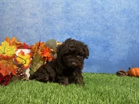 Tulip, a female Yorkipoo for sale in Plainville, IN – 5 of 8