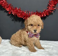 Kara, a female Poodle - Toy  for sale in Plainville, IN – 2 of 3