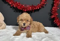 Kara, a female Poodle - Toy  for sale in Plainville, IN – 3 of 3