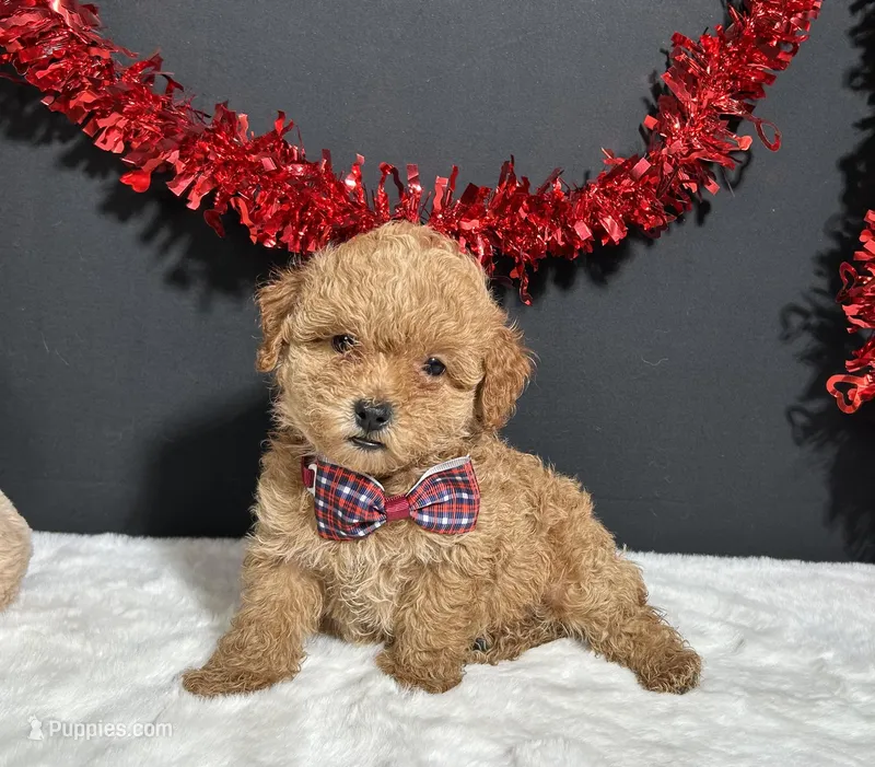 Kara – Poodle - Toy  puppy for sale in Plainville, IN