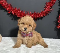 Kara, a female Poodle - Toy  for sale in Plainville, IN – 1 of 3