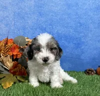 Honey, a female Yorkipoo for sale in Plainville, IN – 4 of 5