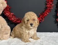 Samantha, a female Poodle - Miniature  for sale in Plainville, IN – 4 of 7