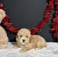 Buster, a male Poodle - Miniature  for sale in Plainville, IN – 8 of 8