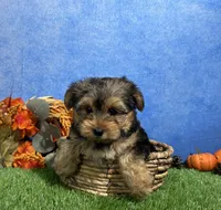 Milo, a male Yorkshire Terrier for sale in Plainville, IN – 4 of 7