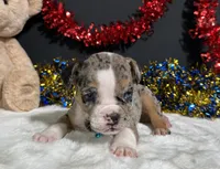 Louie, a male English Bulldog and Beagle for sale in Plainville, IN – 6 of 8