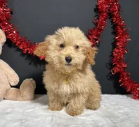 Andy, a male Poodle - Toy  for sale in Plainville, IN – Photo 3 of 6