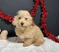 Andy, a male Poodle - Toy  for sale in Plainville, IN – Photo 2 of 6