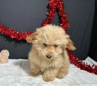 Andy, a male Poodle - Toy  for sale in Plainville, IN – Photo 5 of 6