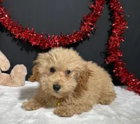 Andy, a male Poodle - Toy  for sale in Plainville, IN – Photo 1 of 6