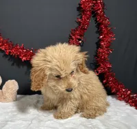 Andy, a male Poodle - Toy  for sale in Plainville, IN – Photo 6 of 6