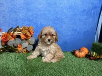 Macie, a female Poodle - Miniature  for sale in Plainville, IN – 3 of 5