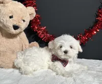 Isla, a female Maltese for sale in Plainville, IN – 7 of 7