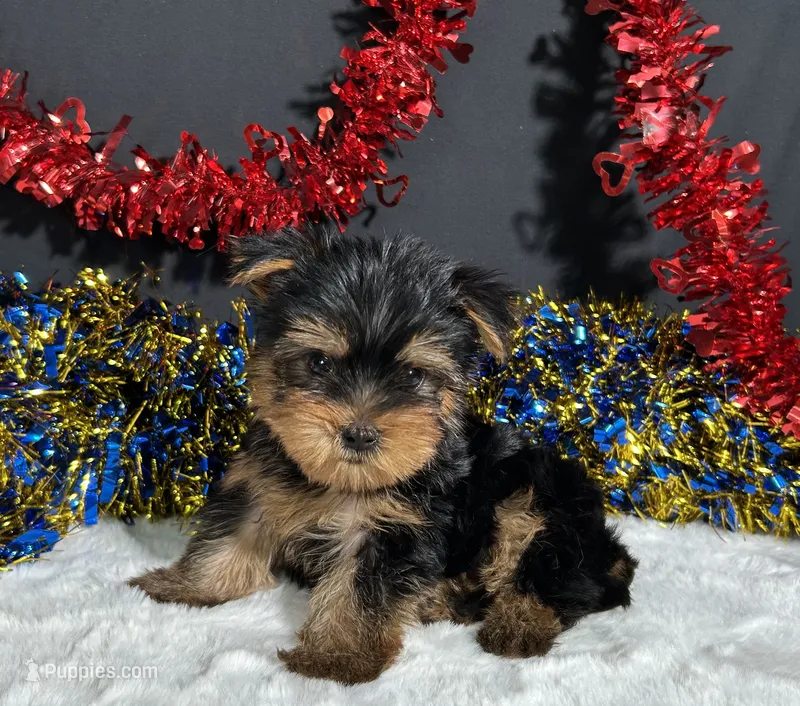 Spike – Yorkshire Terrier puppy for sale in Plainville, IN