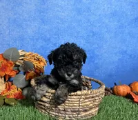 Lola, a female Poodle - Toy  for sale in Plainville, IN – 5 of 6