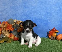 Daisy, a female Rat Terrier for sale in Plainville, IN – 4 of 5