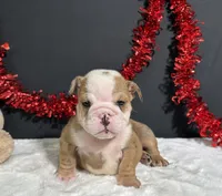 Bruiser, a male English Bulldog for sale in Plainville, IN – 1 of 6