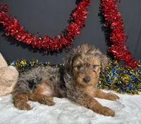 Rocky, a male Yorkipoo for sale in Plainville, IN – 6 of 6