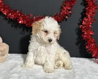 Bianca, a female Poodle - Miniature  for sale in Plainville, IN – Photo 3 of 6