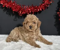Ames, a male Poodle - Toy  for sale in Plainville, IN – 4 of 5