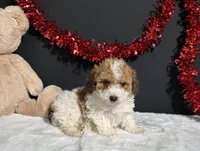 Coco, a female Poodle - Toy  for sale in Plainville, IN – Photo 6 of 6