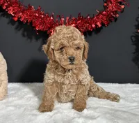 Ames, a male Poodle - Toy  for sale in Plainville, IN – 5 of 5