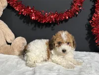 Coco, a female Poodle - Toy  for sale in Plainville, IN – Photo 3 of 6