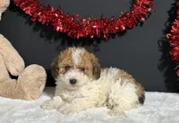 Coco, a female Poodle - Toy  for sale in Plainville, IN – Photo 2 of 6