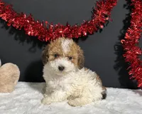 Coco, a female Poodle - Toy  for sale in Plainville, IN – Photo 5 of 6
