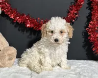 Bianca, a female Poodle - Miniature  for sale in Plainville, IN – Photo 5 of 6
