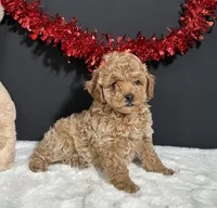Ames, a male Poodle - Toy  for sale in Plainville, IN – 3 of 5