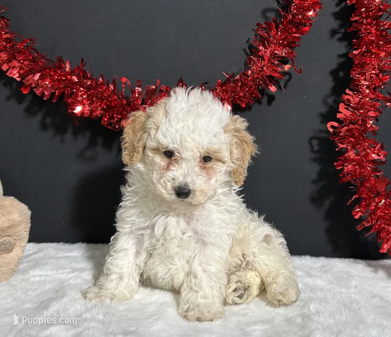 Bianca – Poodle - Miniature  puppy for sale in Plainville, IN
