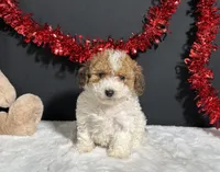 Coco, a female Poodle - Toy  for sale in Plainville, IN – Photo 4 of 6