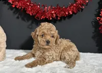 Ames, a male Poodle - Toy  for sale in Plainville, IN – 2 of 5