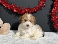 Coco, a female Poodle - Toy  for sale in Plainville, IN – Photo 1 of 6