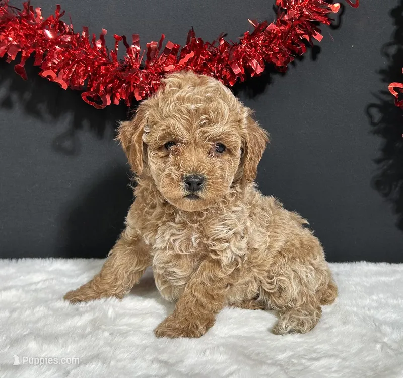 Ames – Poodle - Toy  puppy for sale in Plainville, IN