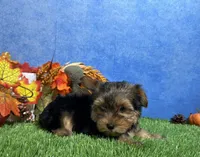 Oliver, a male Yorkshire Terrier for sale in Plainville, IN – 3 of 7