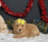 Shayla, a female Poodle - Miniature  for sale in Plainville, IN – 2 of 6