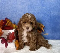 Flash, a male Poodle - Miniature  for sale in Plainville, IN – 5 of 7