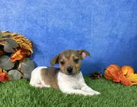 Sage, a female Rat Terrier for sale in Plainville, IN – 3 of 5