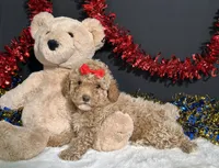 Maverick , a male Poodle - Miniature  for sale in Plainville, IN – 2 of 7