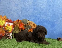 Tulip, a female Yorkipoo for sale in Plainville, IN – 6 of 8