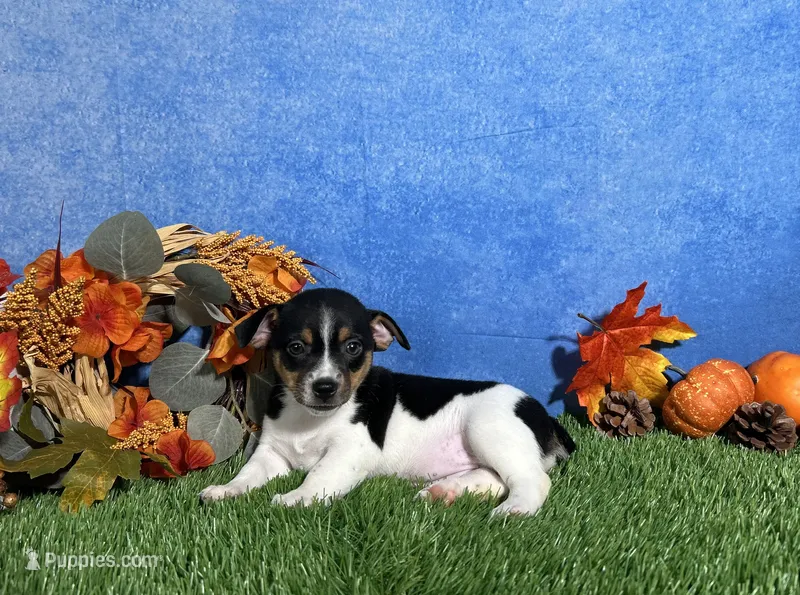 Daisy – Rat Terrier puppy for sale in Plainville, IN