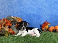 Daisy, a female Rat Terrier for sale in Plainville, IN – 1 of 5