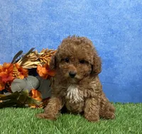 Ames, a male Poodle - Toy  for sale in Plainville, IN – 2 of 6