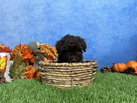 Tulip, a female Yorkipoo for sale in Plainville, IN – 7 of 8