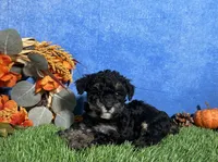 Lola, a female Poodle - Toy  for sale in Plainville, IN – 2 of 6