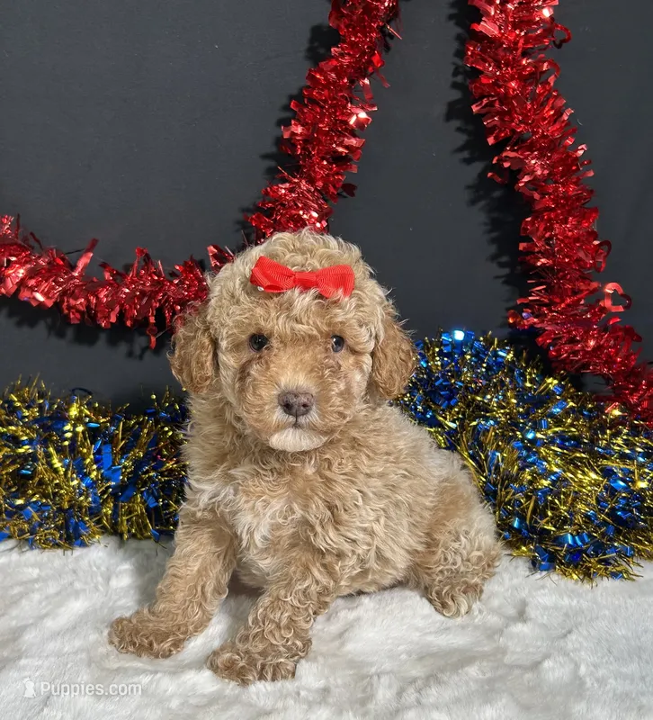 Maverick  – Poodle - Miniature  puppy for sale in Plainville, IN