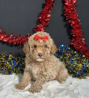 Maverick , a male Poodle - Miniature  for sale in Plainville, IN – 5 of 7